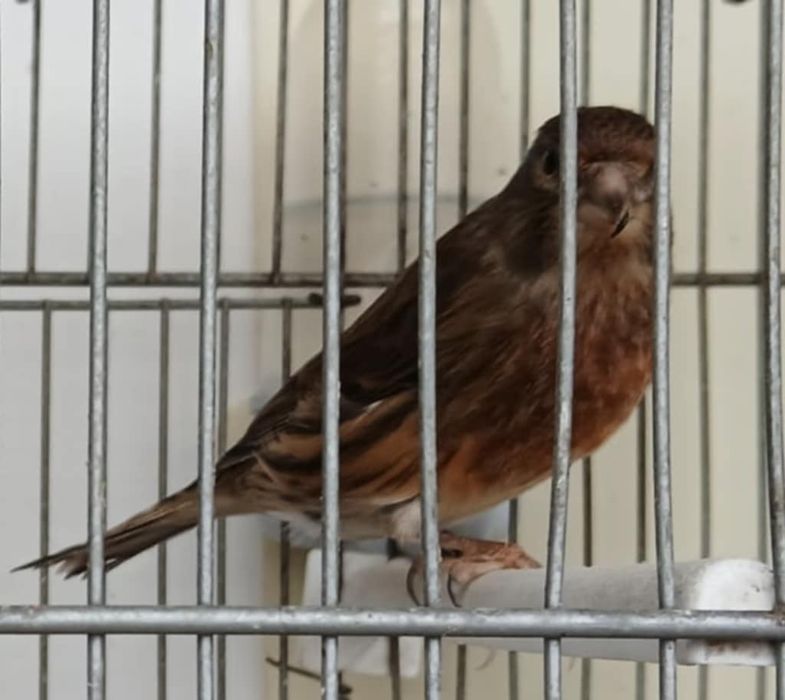 Hibrid de arlechin 2025