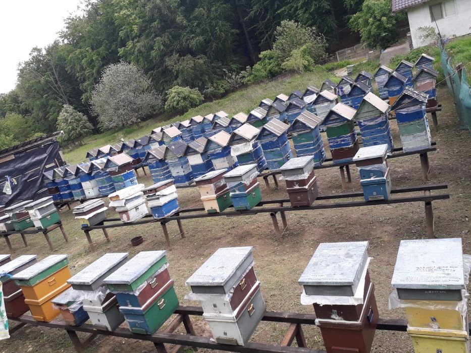 Stupi Crescători Regine