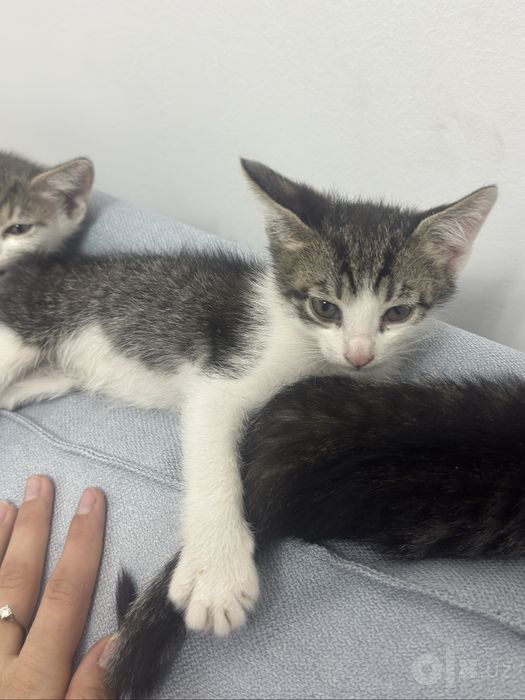 Отдам котят в хорошие руки