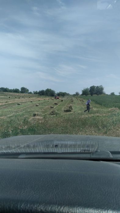 Жоңышқа поля сатылады