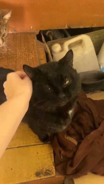 Двум котам нужен дом! Срочно!