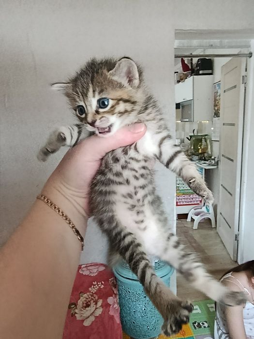 Продам котенка британца