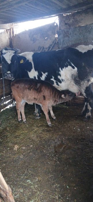 Vând vaca cu vitea fatatata de 2 luni