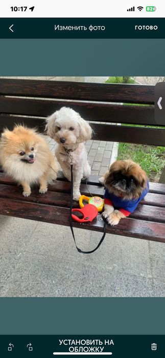 Передержка собачек за 3 тыс тг