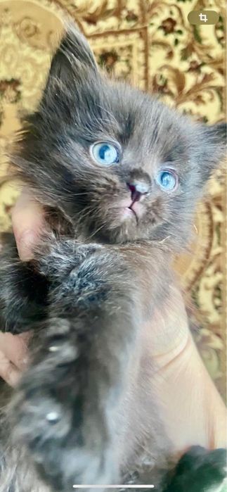 отдам котенка в хорошие руки