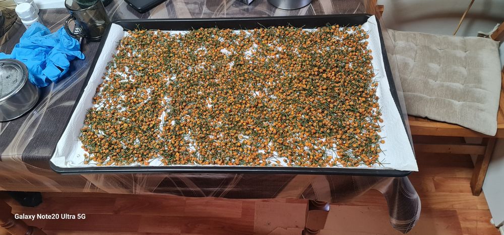 Ardei iute  Aji charapita