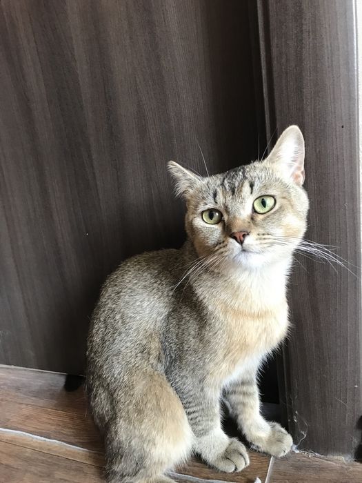 Шиншила в хорошие и любящие руки,кот очень красивый
