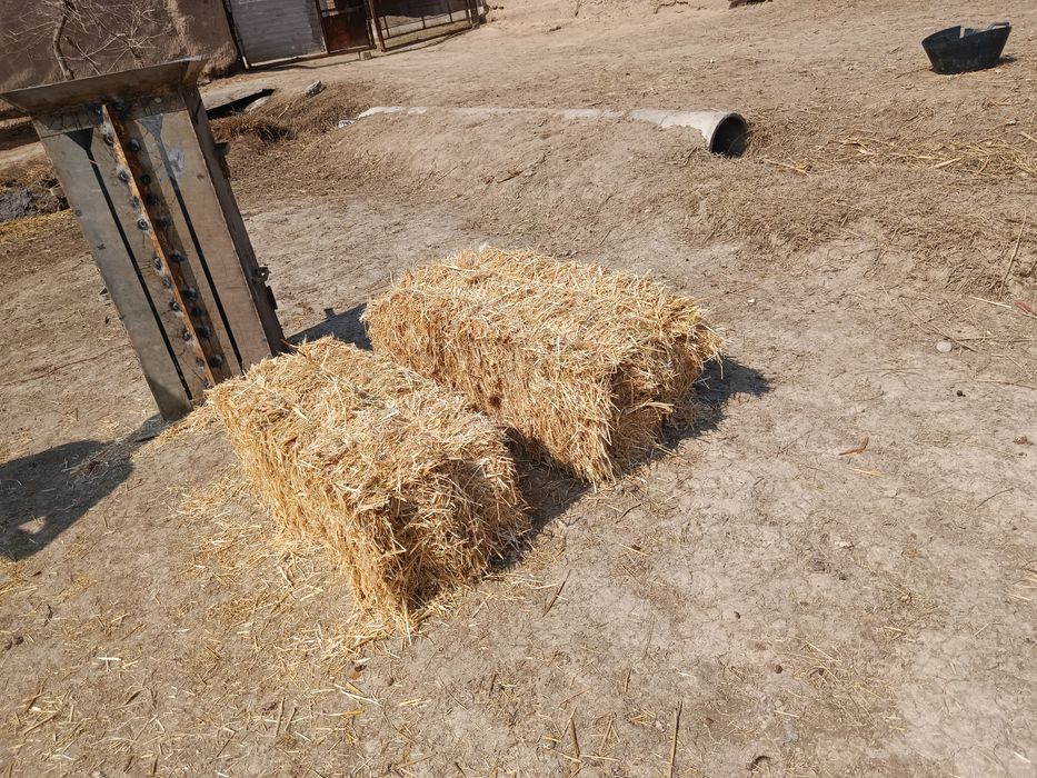 Diku somon pres sotiladi