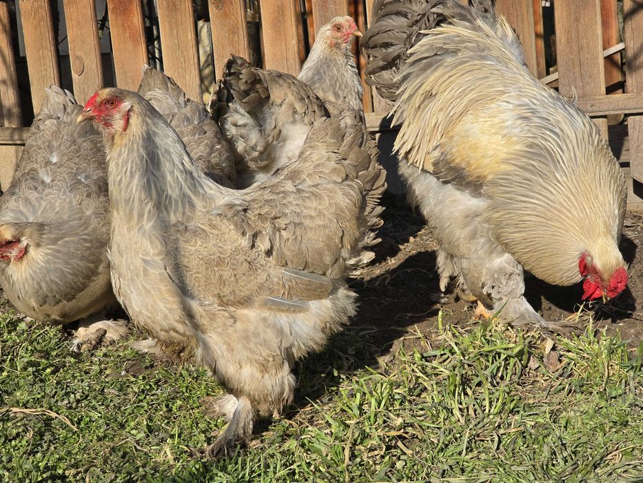 Продавам разплодни яйца от Брама Изабела [Brahma Isabella]