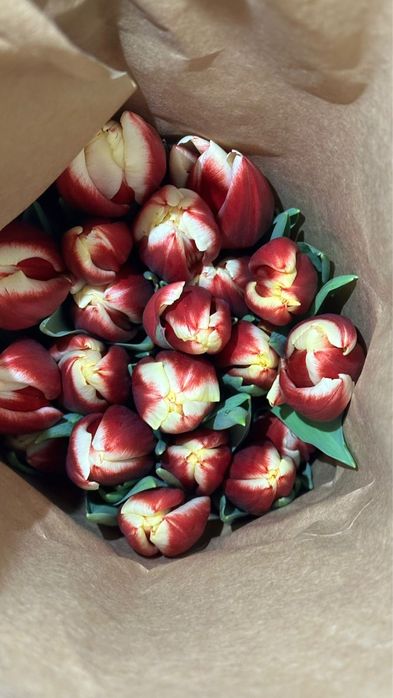 Тюльпан Оптом Астана