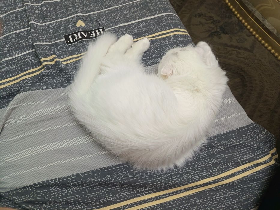 Кот хейланд фолд