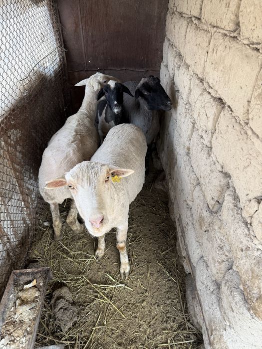 Семіз қойлар сатылады