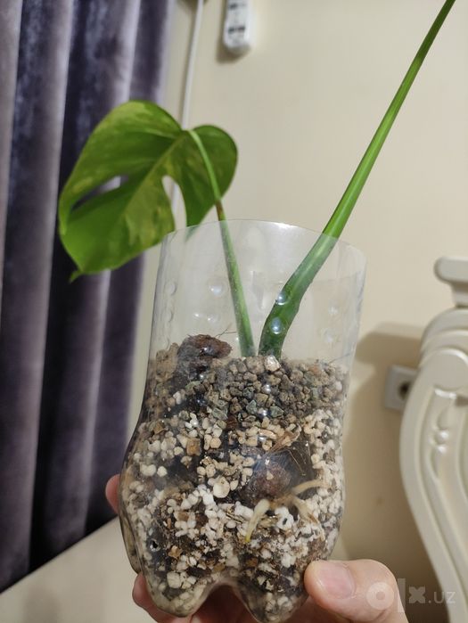 Monstera deliciosa aurea variegata