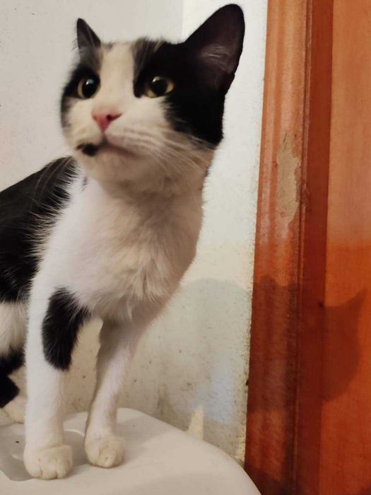 Красавица и умница Шахиня ищет семью