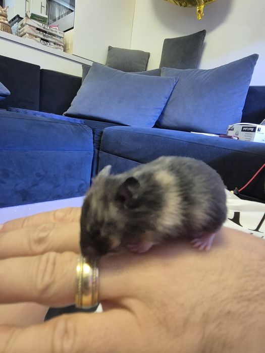 Hamsteri Sirieni Constanta