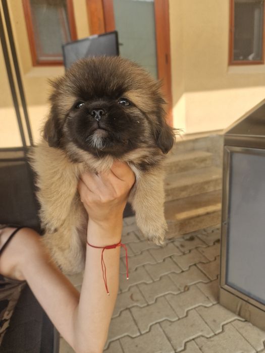 Пикинез на два месеца!