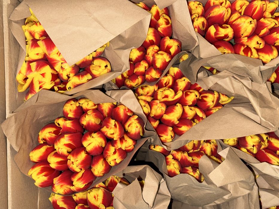 Тюльпан крупный для близких и коллег