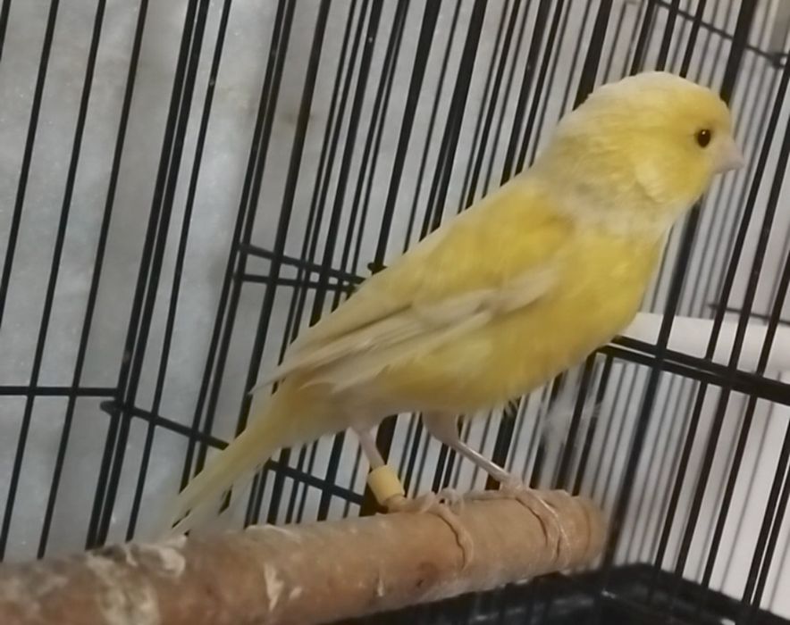 Kanareka  nar sotiladi