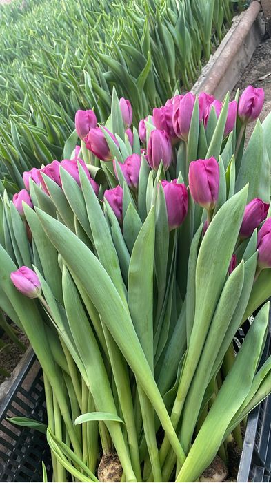 Тюльпаны Тюльпаны Букеты