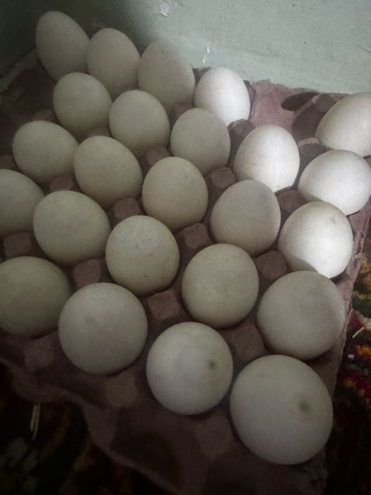 Induk õrdak induvutka tuxumlari bor