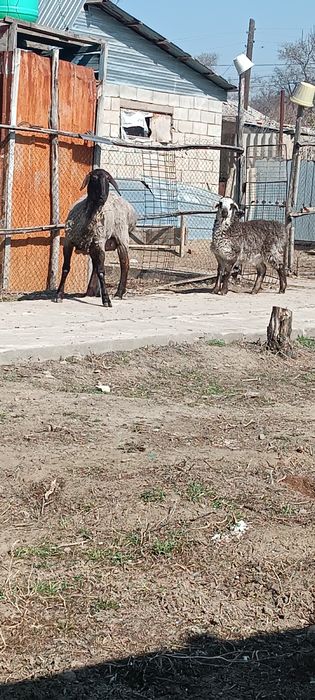 Гиссар кой сатылады