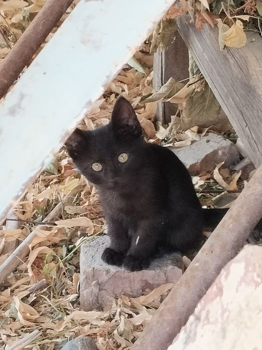 Отдаю котяток в добрые руки!