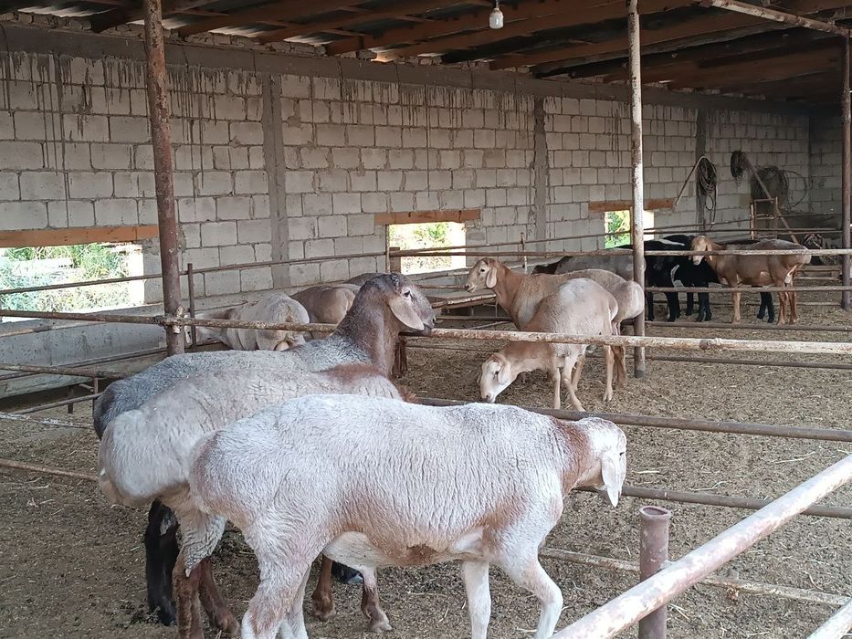 Qoʻy qoʻchqor bor Qurbonlikka