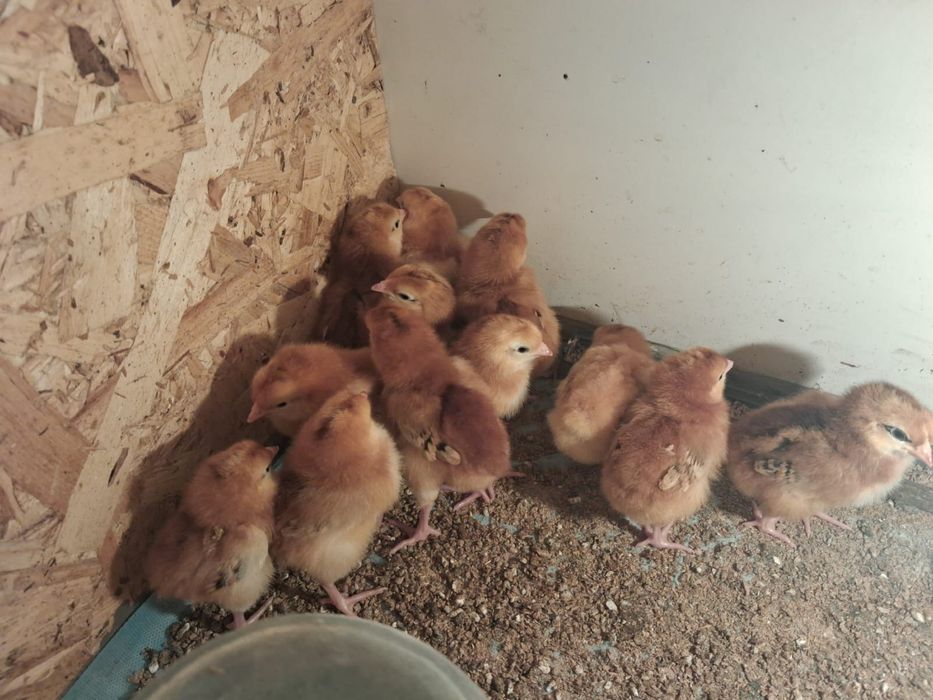 Род айленд балапандар