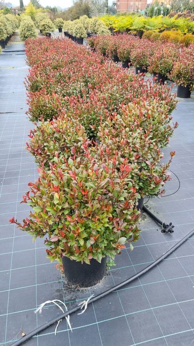 Ilex  evonimus  photinia