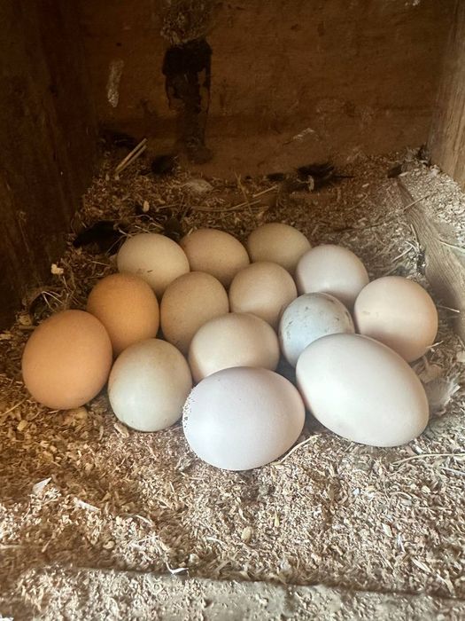 Avstralop tuhumlari donasi 10ming sõm