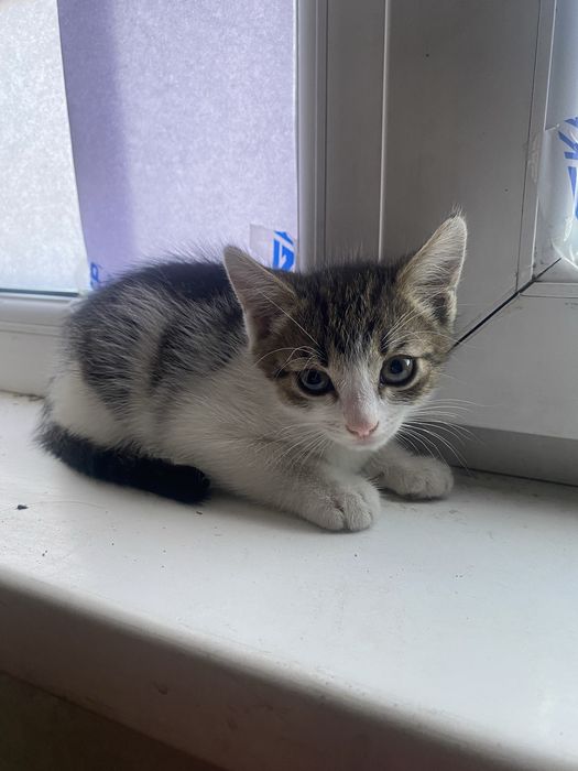 Отдам котенка девочку в добрые руки