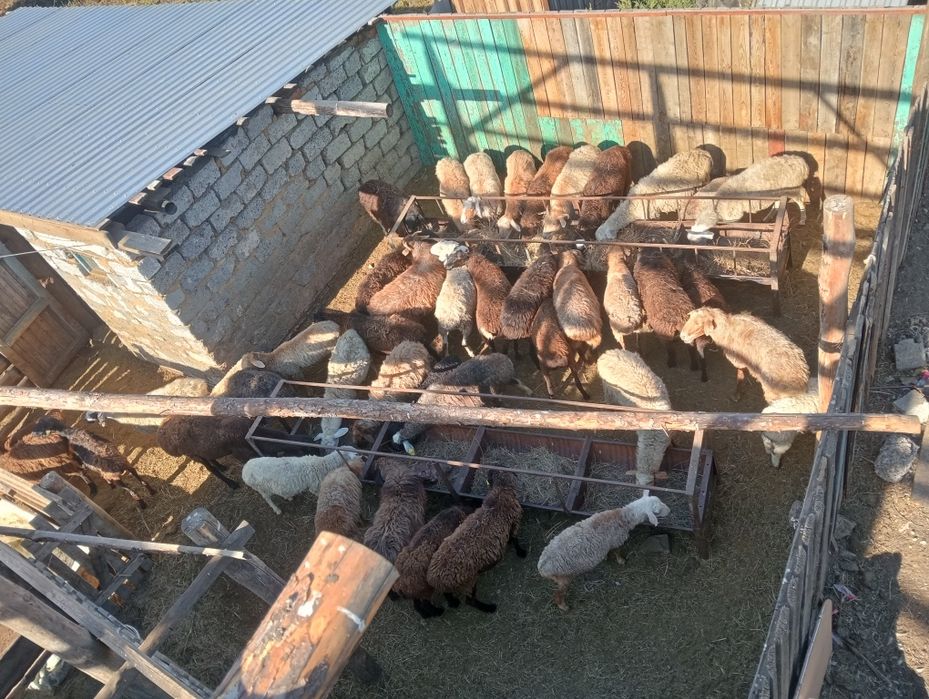 Продам овцематок