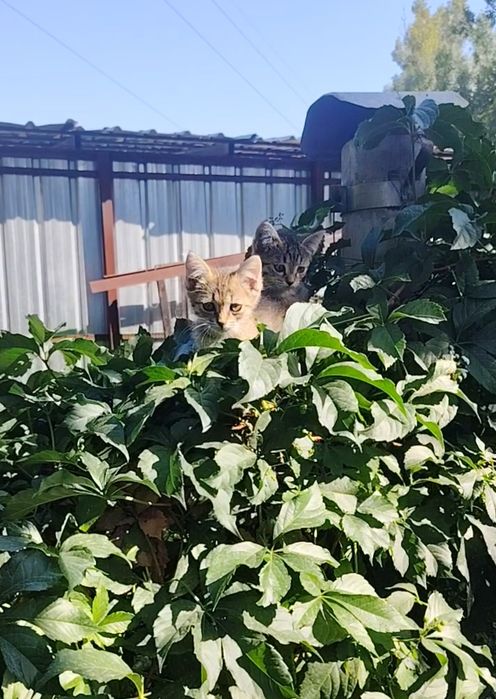 Котята в добрые руки