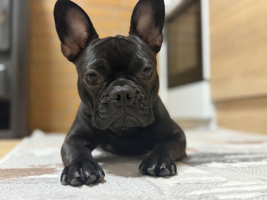 Френски булдог - женско