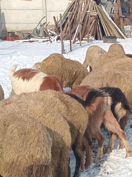 Vand 19 oi si 6 capre