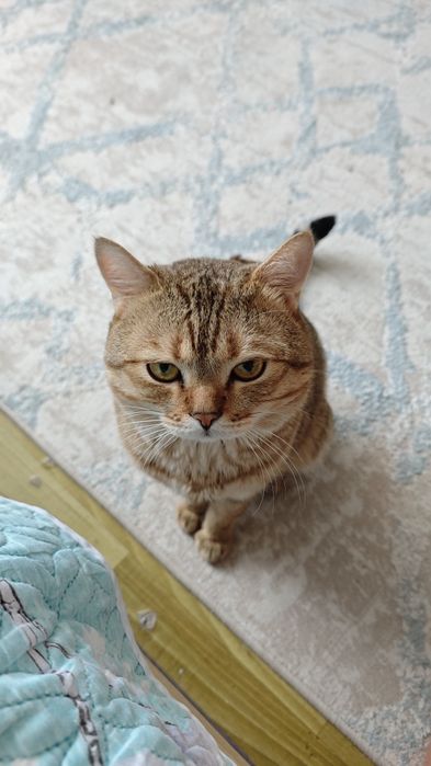 Кот 6 лет, не кастрирован