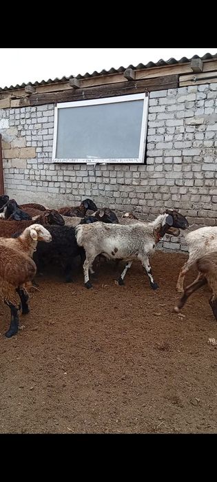 Продам баранов!!! оптом