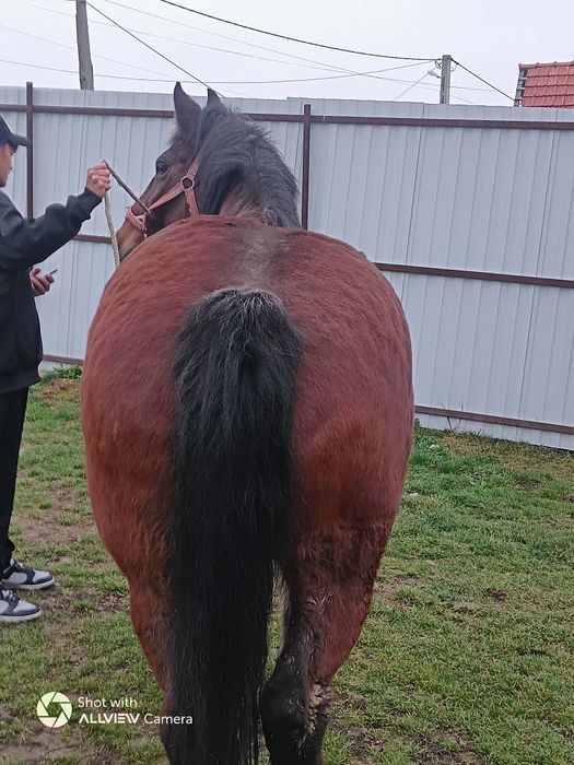 Vând o iapa de 9 ani