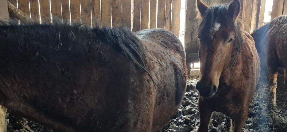 Продам три тая на согым !!