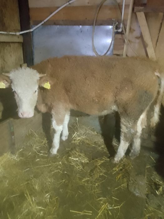 Vitele BR linie carne