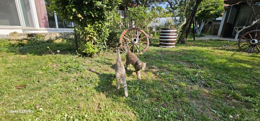 Изключителен имот Перчемлията 255 000€