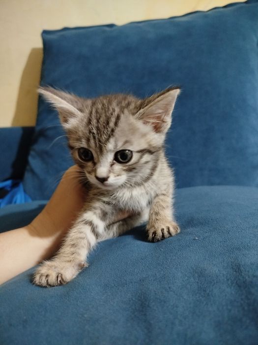 Отдам маленьких котят