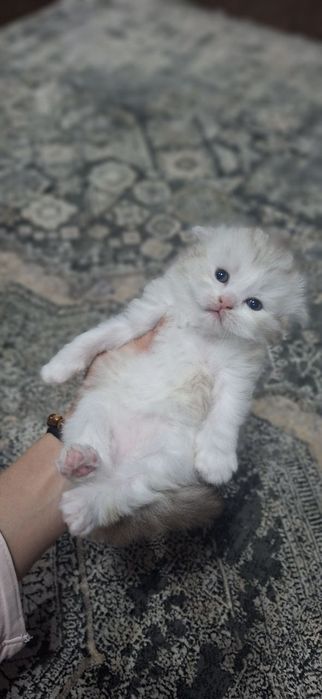 Продаются скотиш фолд