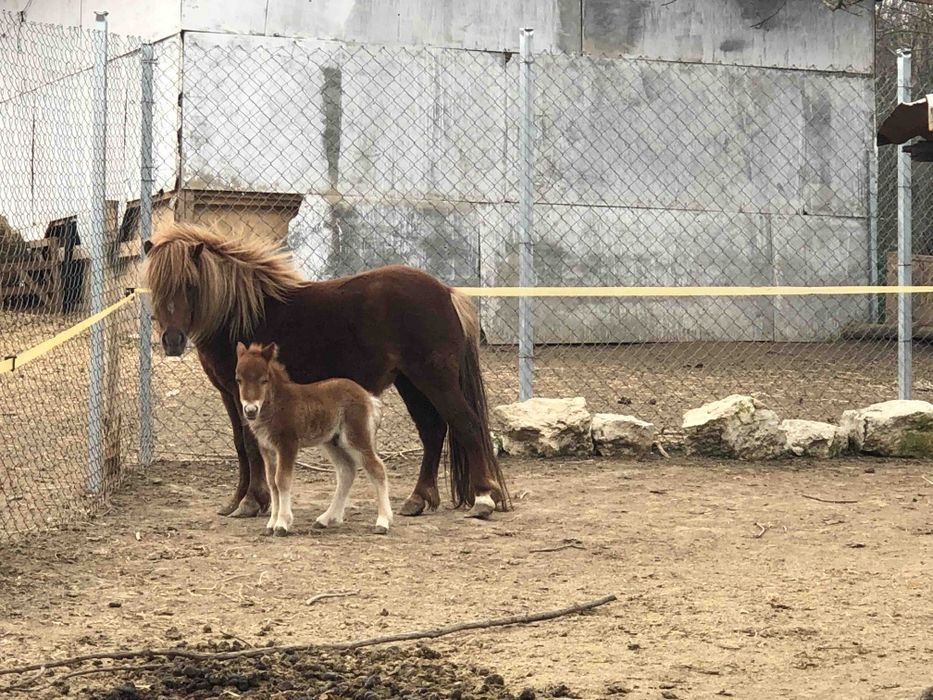 Мини пони мъжко .