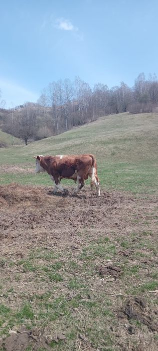 Vand taur de 1 an jumate