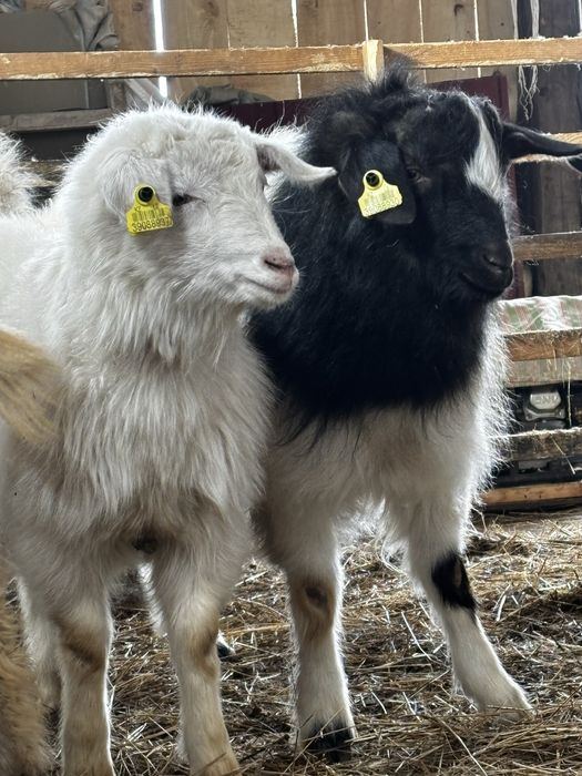 Серкелер сатылады