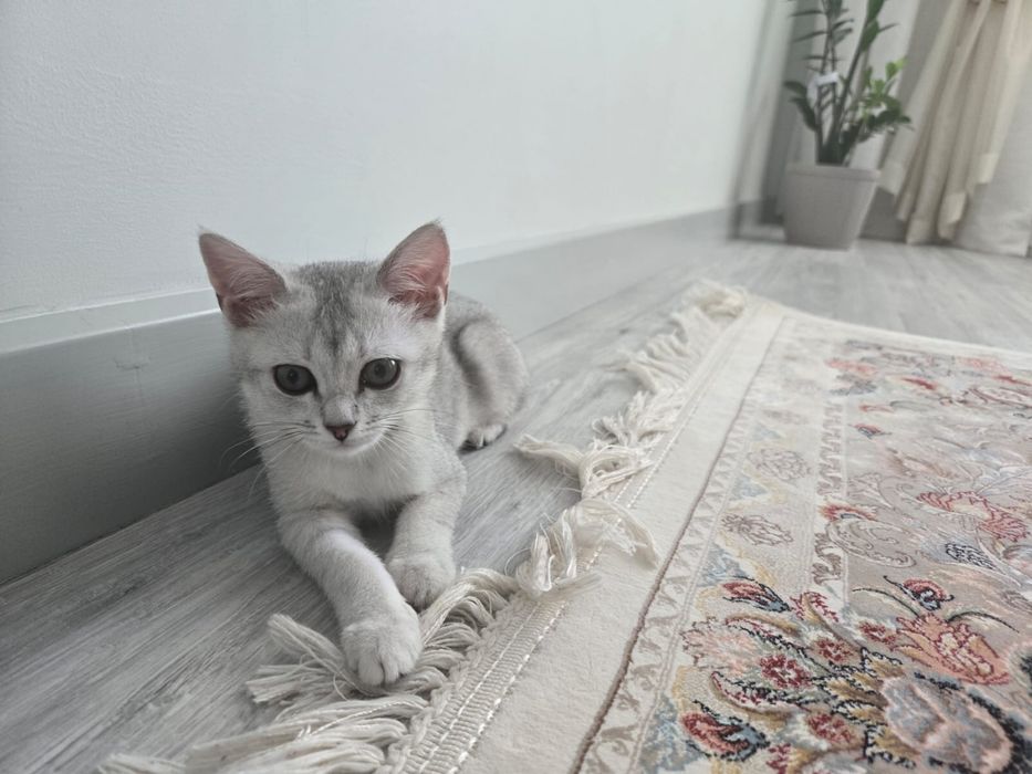 8 айлық мысық шин шилла