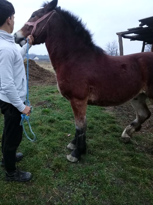Vând un mânz de un an jumate, foarte bun la căruță blând fara hibă