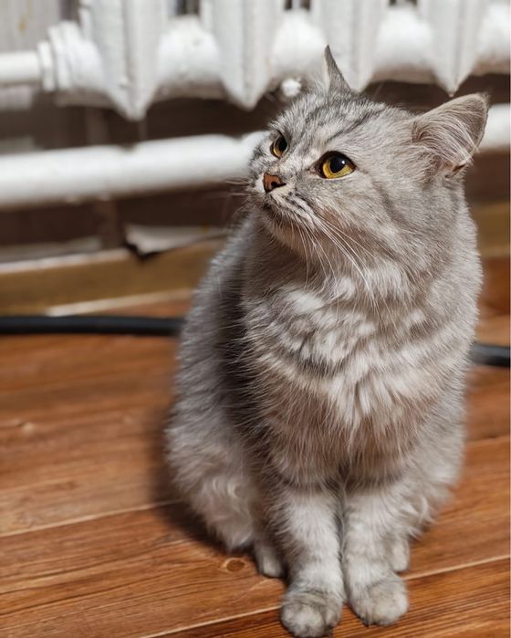 отдам породистых котят