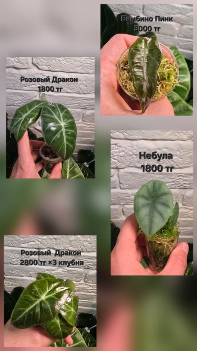 Алоказии разных сортов